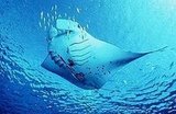 STINGRAYS
